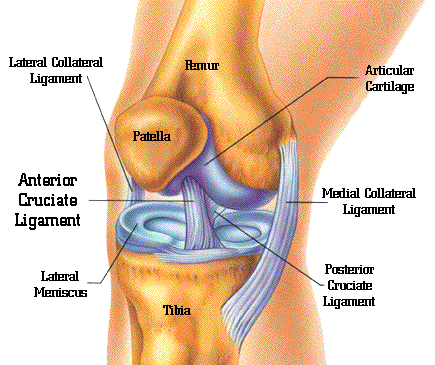 bol u unutrašnjosti koljena